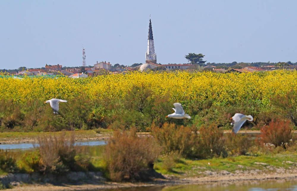 La Passerose 3 Pieces Avec Jardin Au Calme,A 300M De La Plage, Panzió La Couarde-sur-Mer Kültér fotó