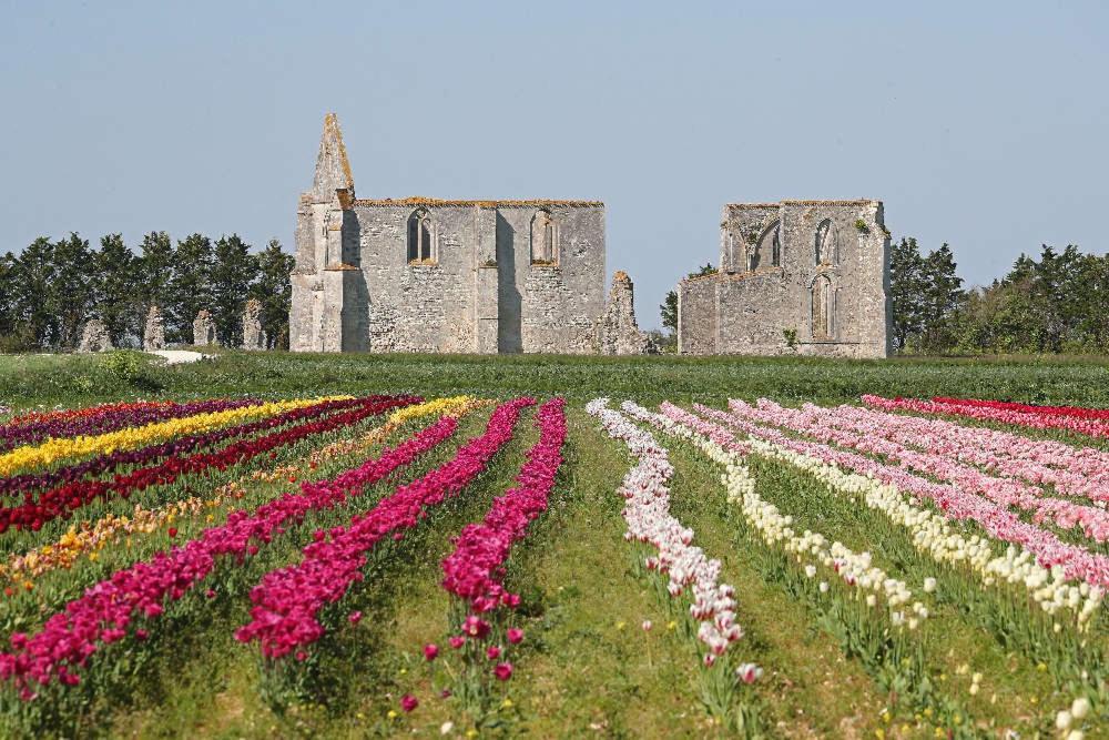 La Passerose 3 Pieces Avec Jardin Au Calme,A 300M De La Plage, Panzió La Couarde-sur-Mer Kültér fotó